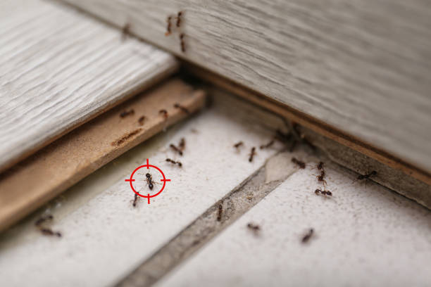 Best Commercial Pest Control Services  in New Vienna, OH