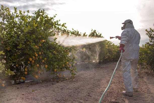 Best Termite Control Services  in New Vienna, OH