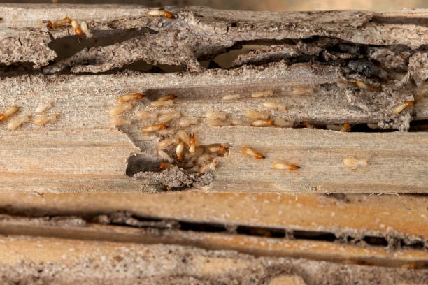 Best Pest Control Near Me  in New Vienna, OH